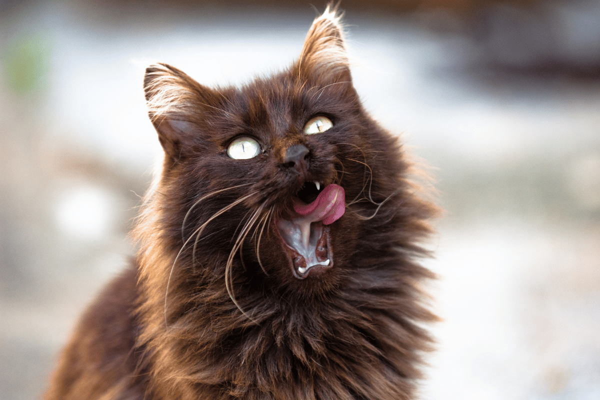 Kot tiffany - wygląd, charakter, temperament, pielęgnacja i zdrowie ...
