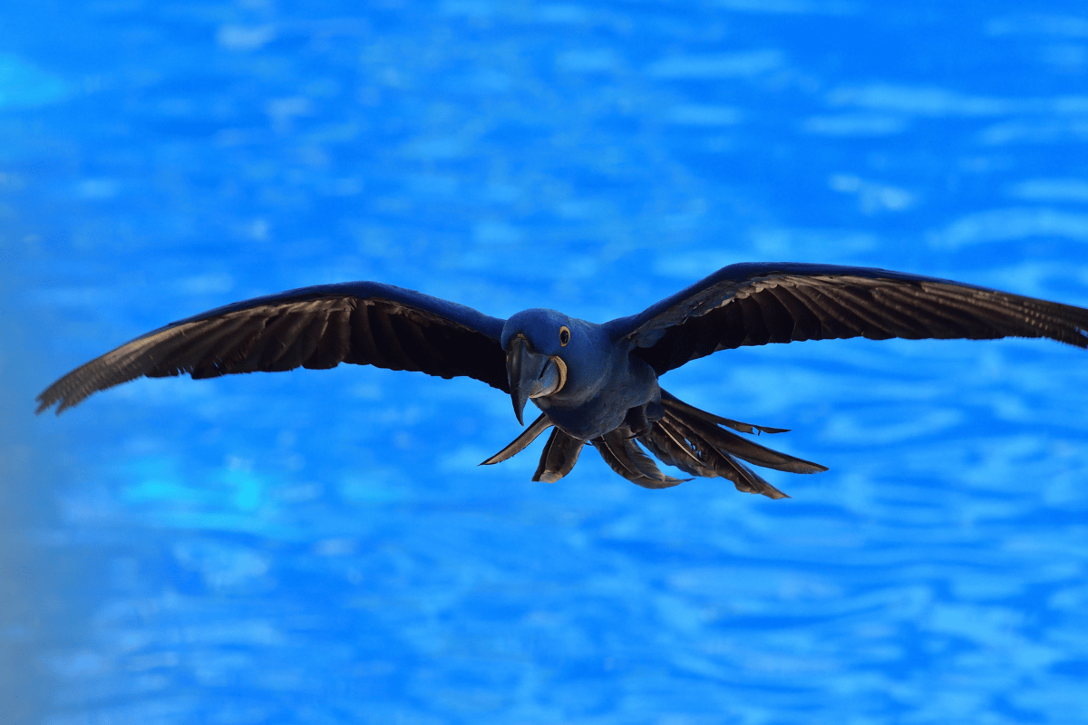 Największa latająca papuga