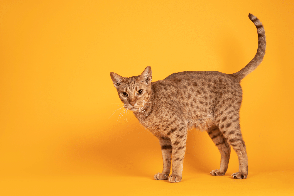 Kot ocicat