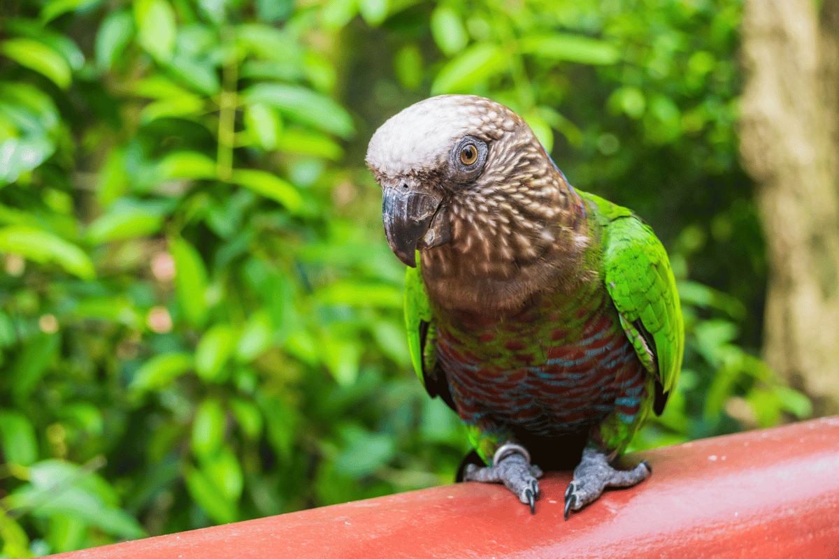 Papuga mająca zdumiewający kołnierz