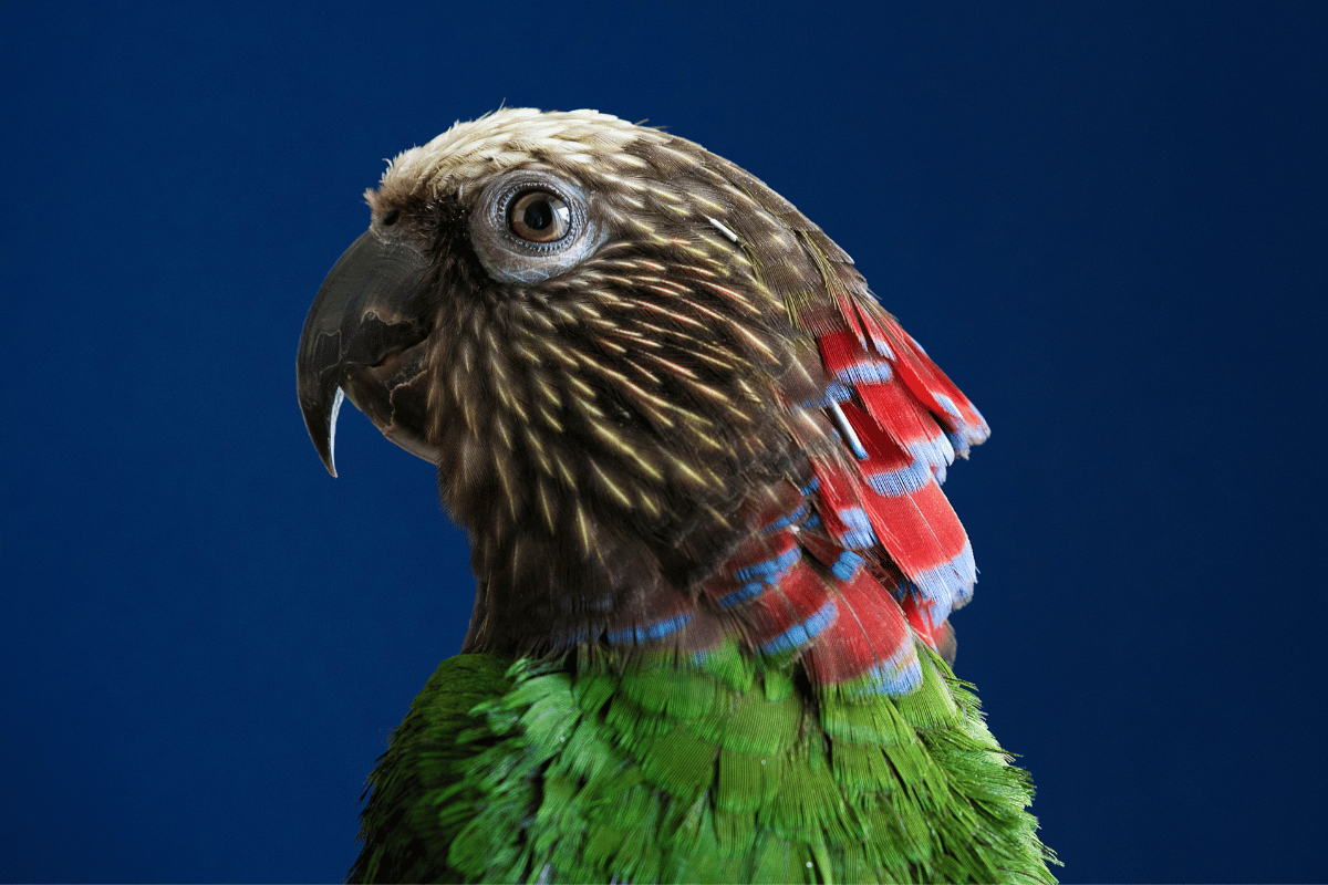 Papuga mająca zdumiewający kołnierz