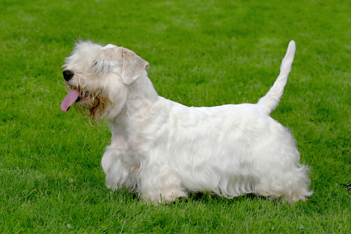 Sealyham terrier