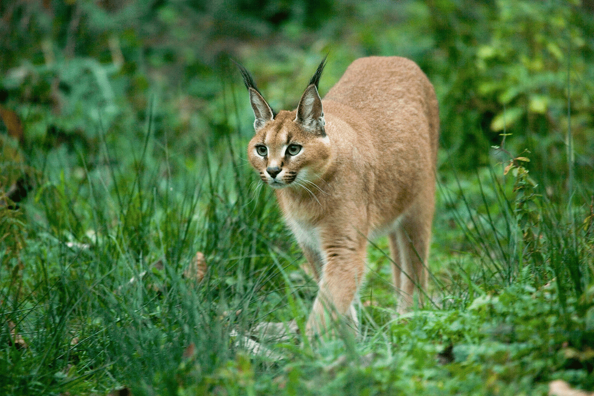 Karakal stepowy