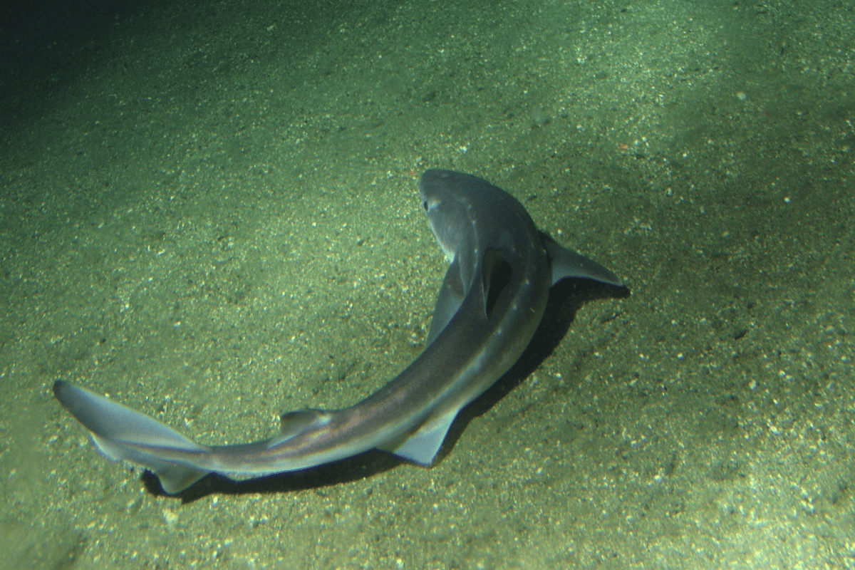 Rekin z szorstką skórą i kolczastymi łuskami