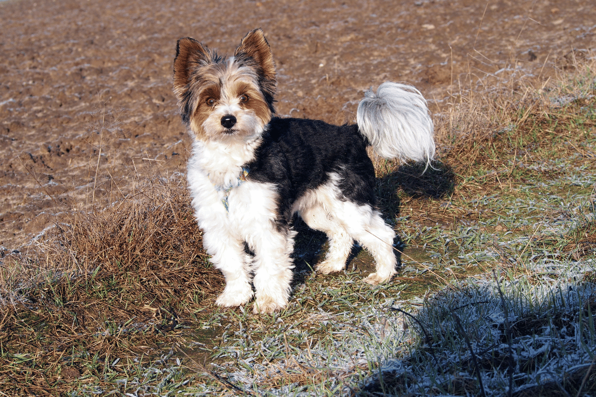 Biewer yorkshire terrier