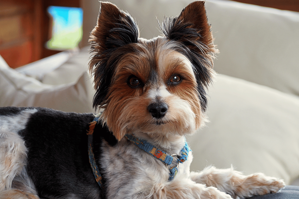 Biewer yorkshire terrier