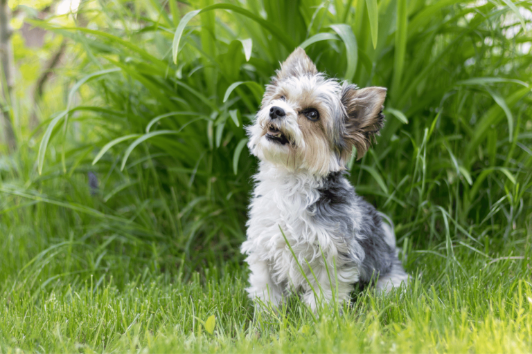 Biewer yorkshire terrier