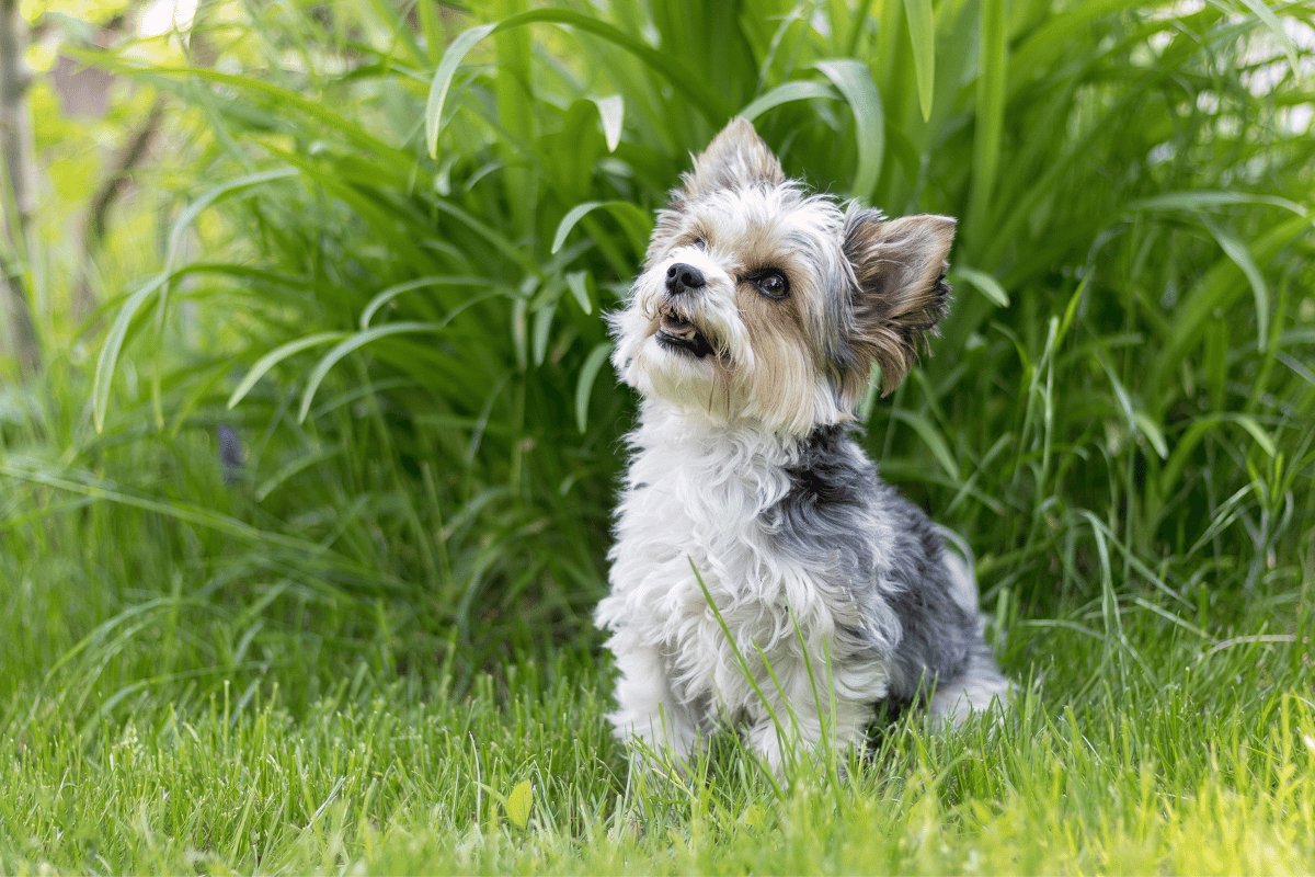 Biewer yorkshire terrier