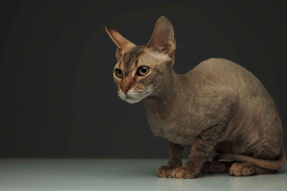 Kot Peterbald