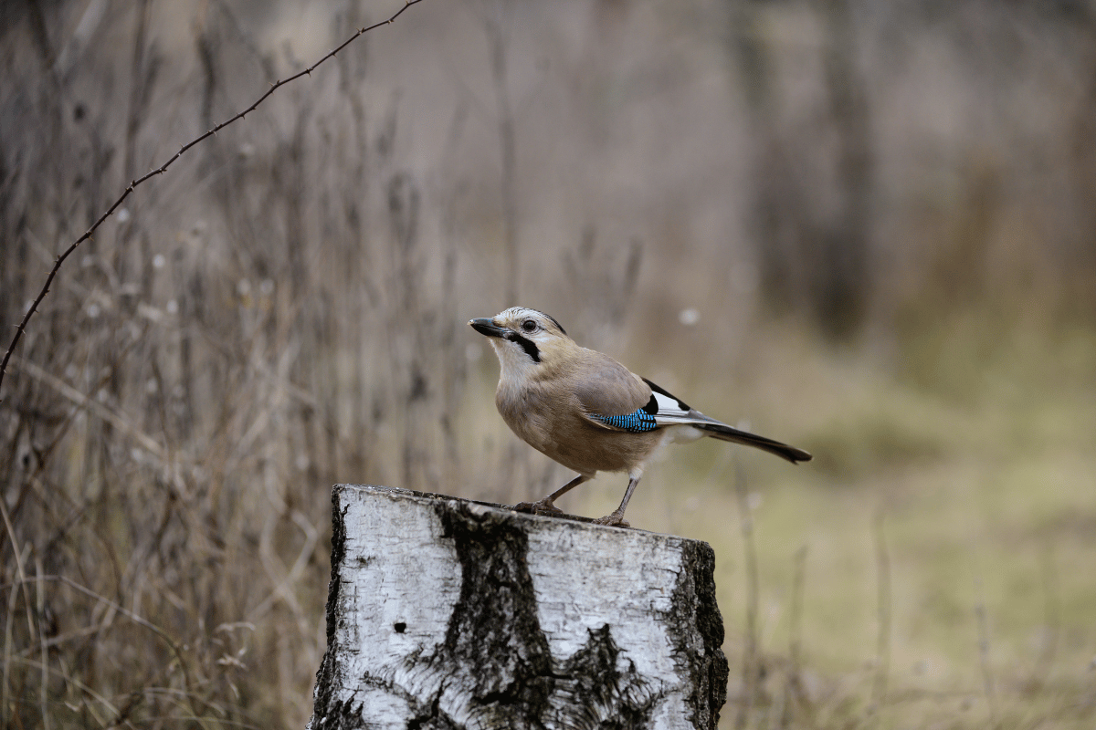 Opieka nad sójką zwyczajną