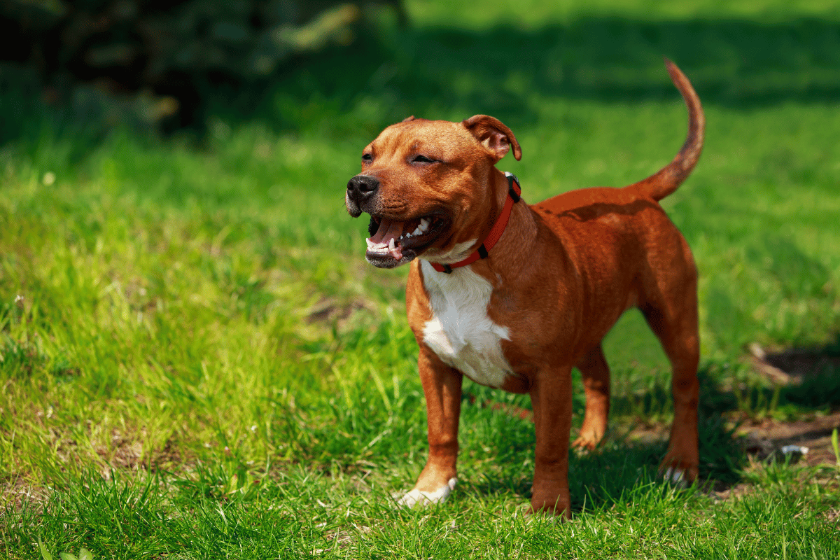 Staffordshire bull terrier