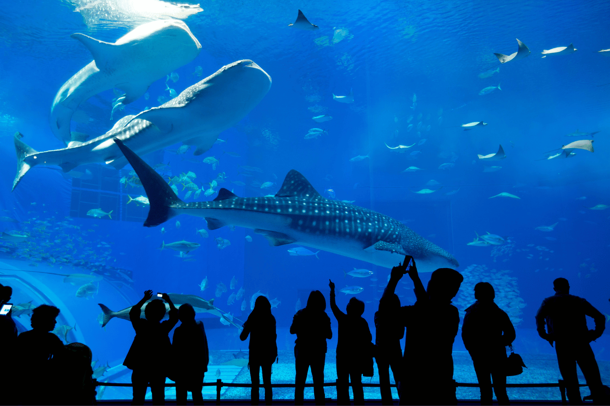 Największe oceanarium świata