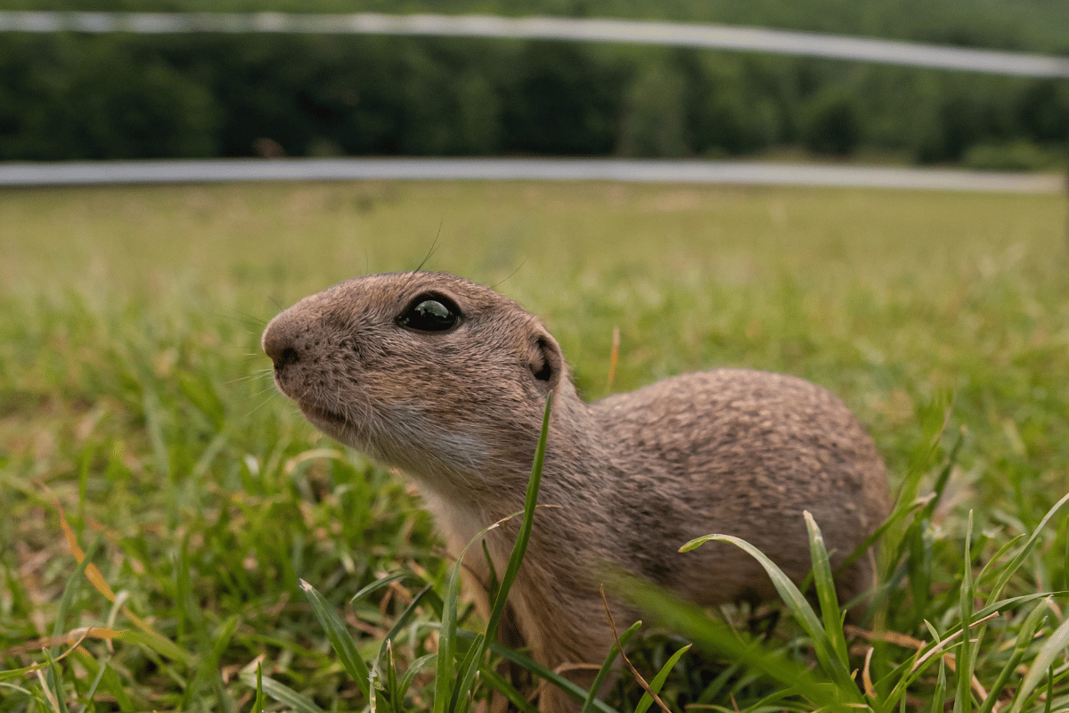 Opieka nad susłem