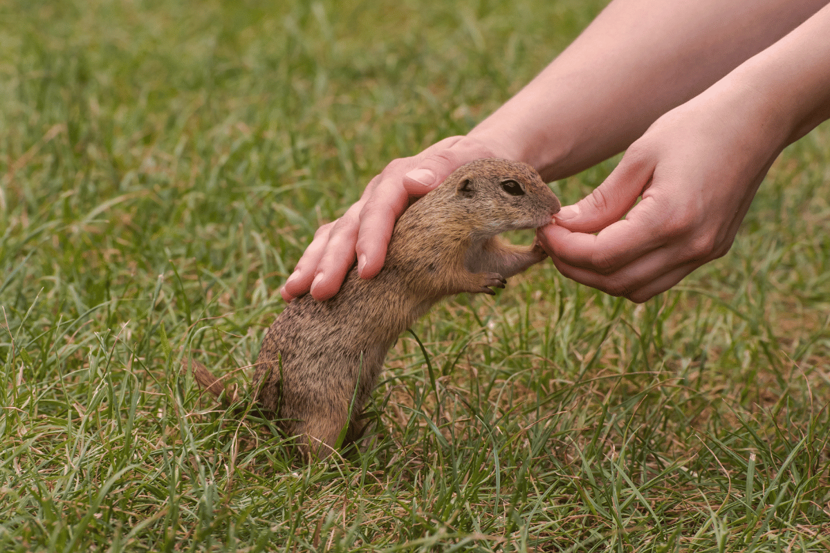 Opieka nad susłem perełkowanym