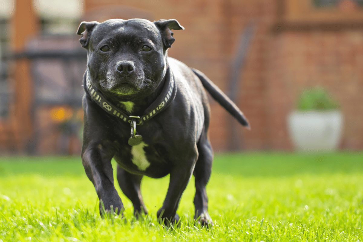 Staffordshire bull terrier