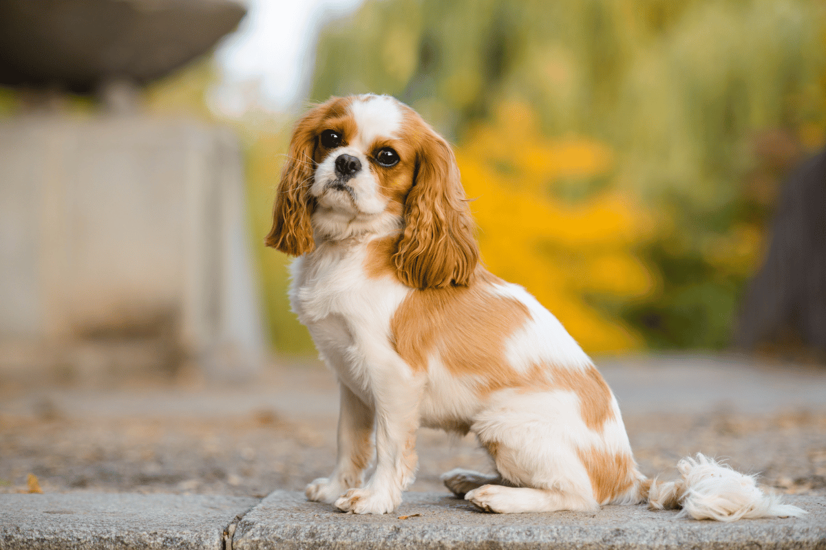 Cavalier King Charles Spaniel