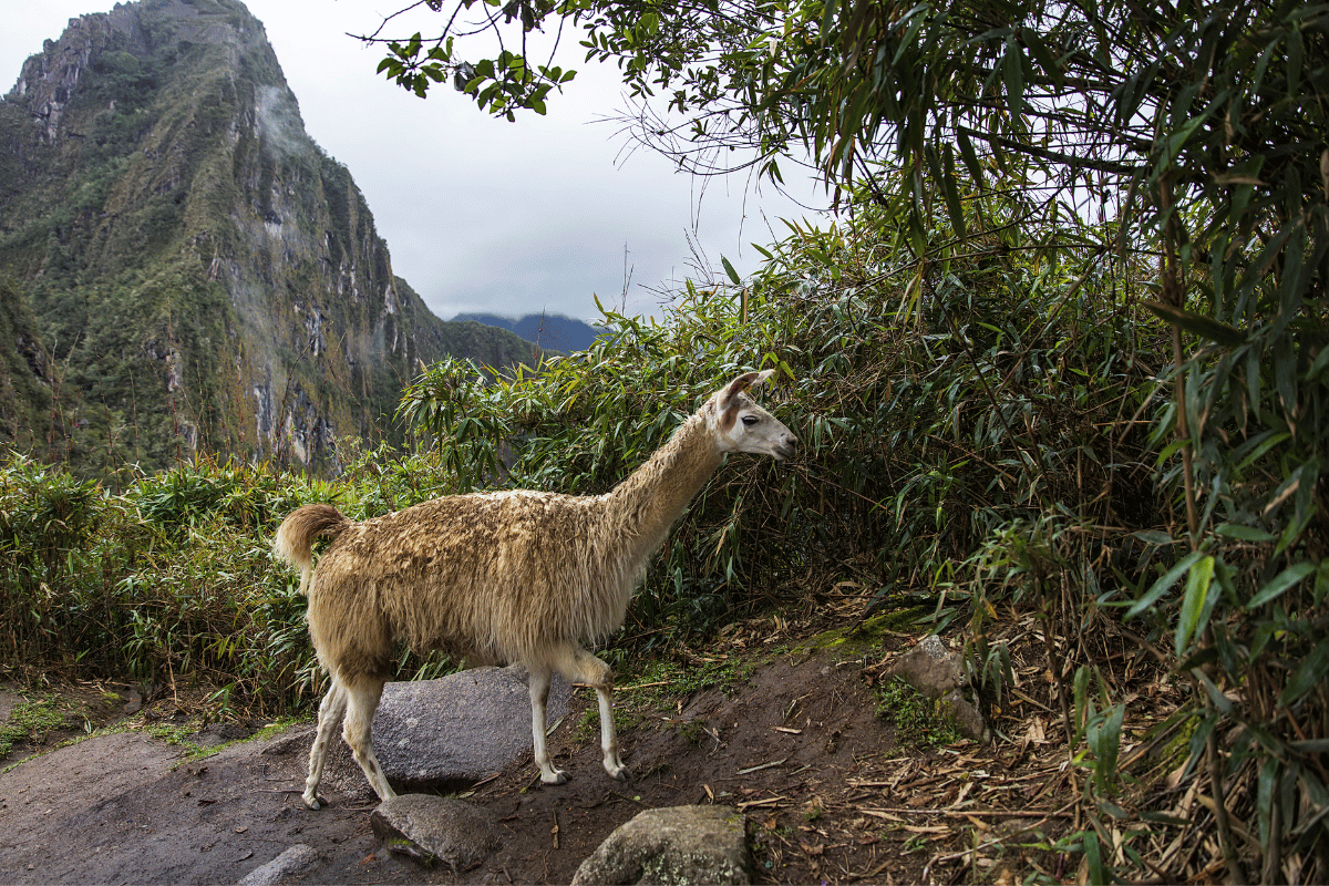 Lama andyjska