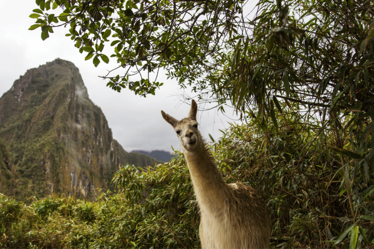 Lama andyjska