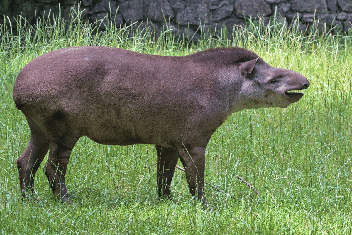 Tapir amerykański