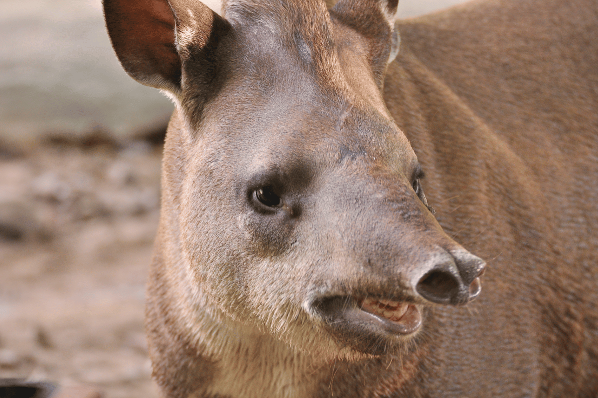 Tapir amerykański