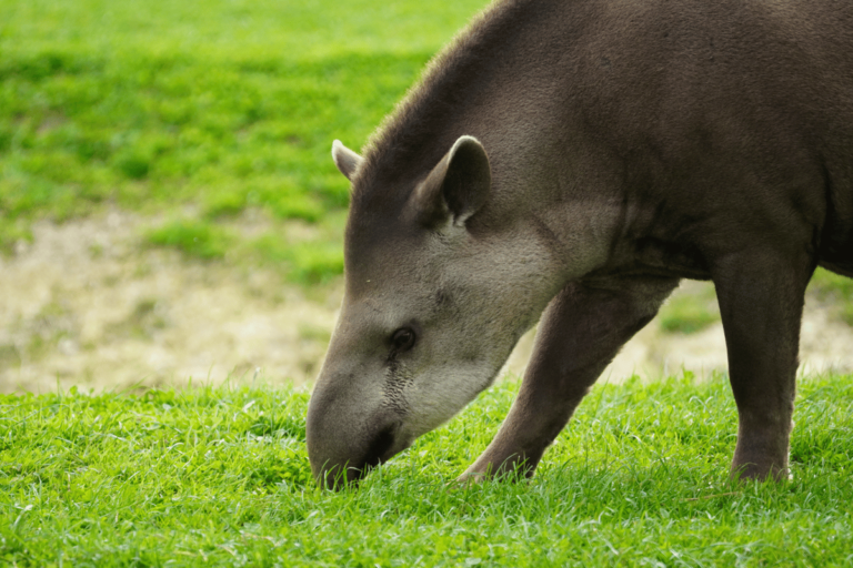 Żywienie i zdrowie tapira amerykańskiego