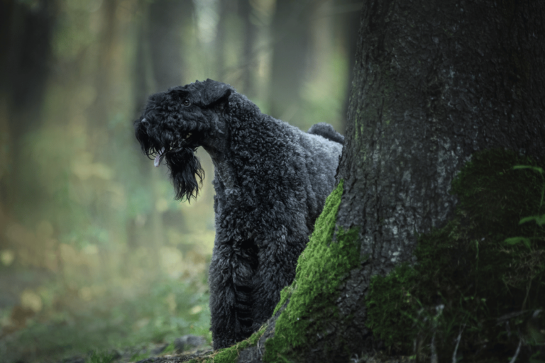 Kerry blue terrier