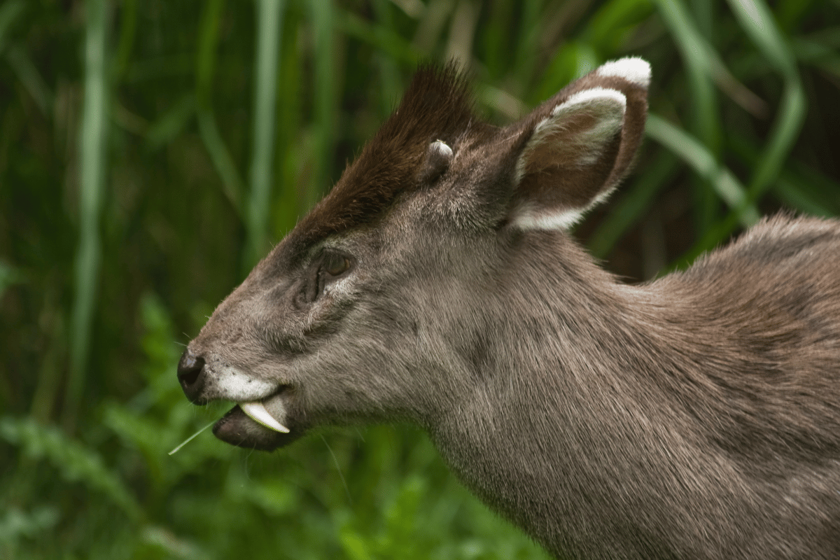 Jelonek czubaty