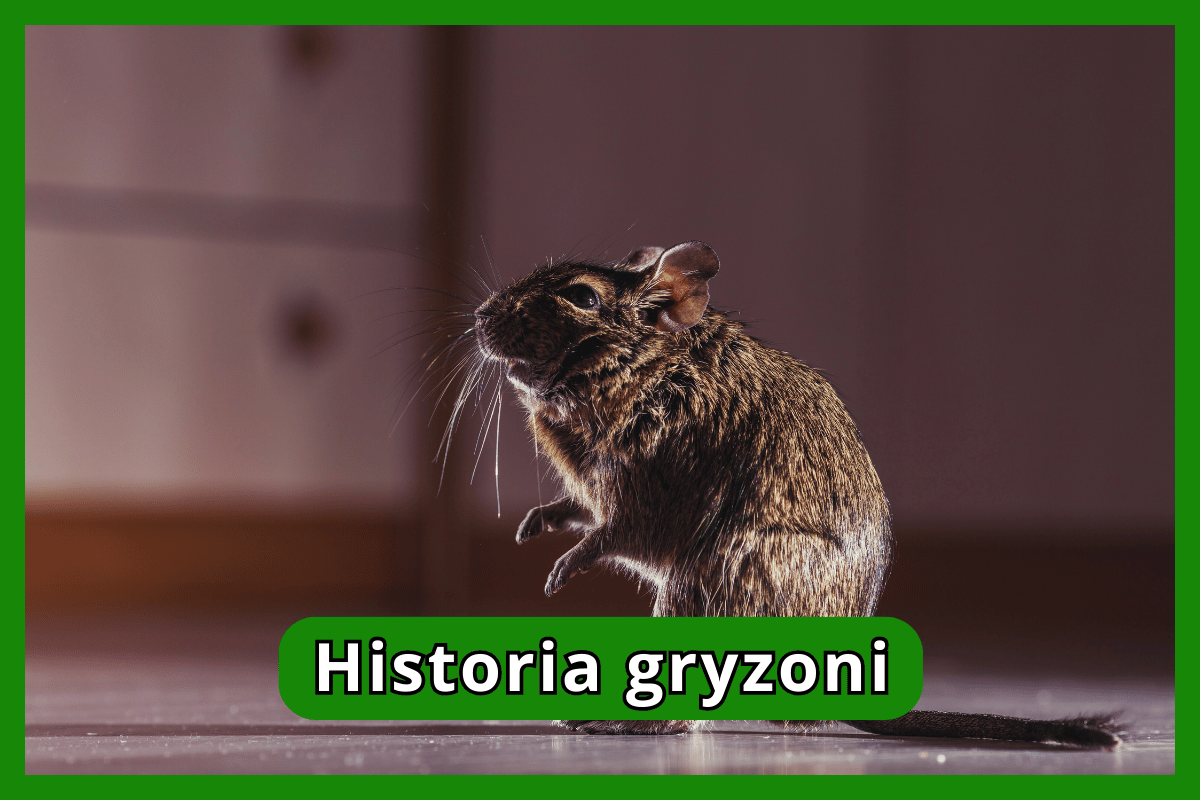 Historia gryzoni