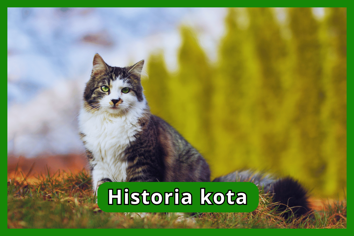 Historia kota