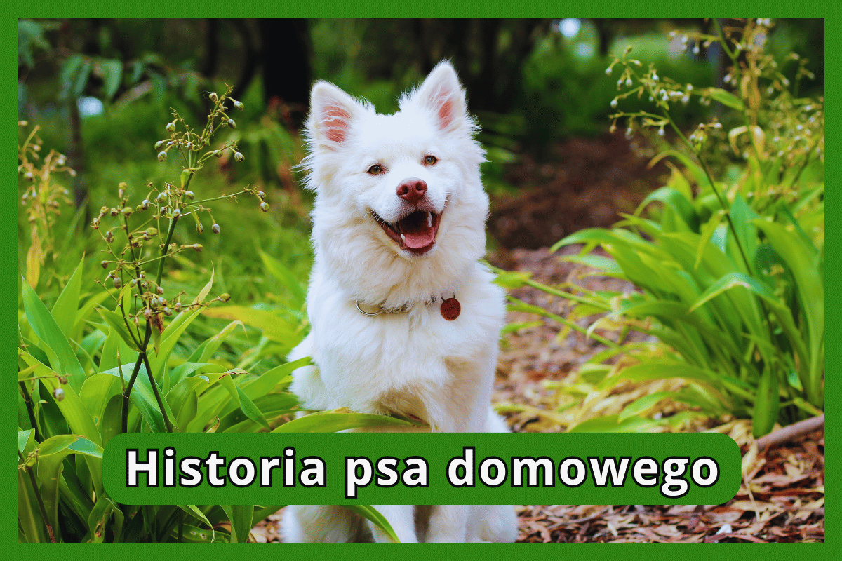 Historia psa domowego