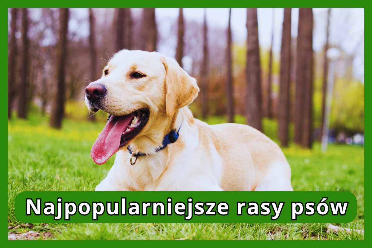 Najpopularniejsze rasy psów