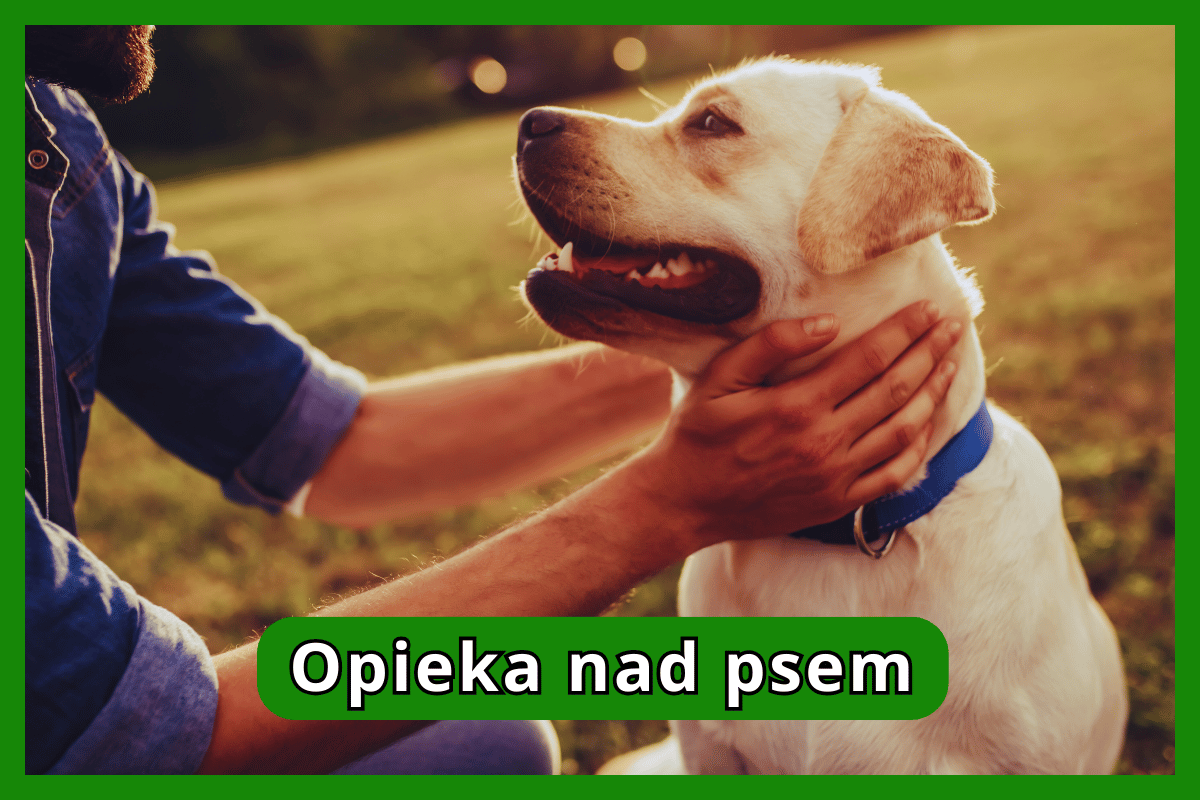 Opieka nad psem