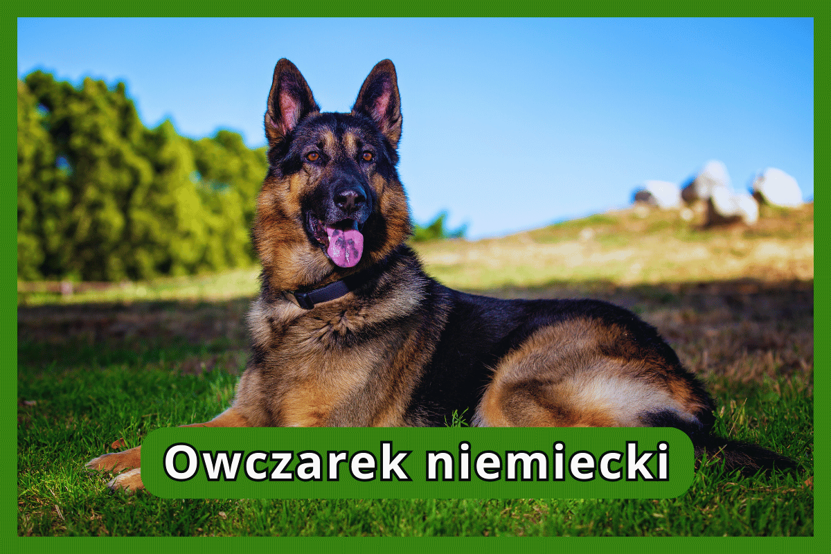 Owczarek niemiecki