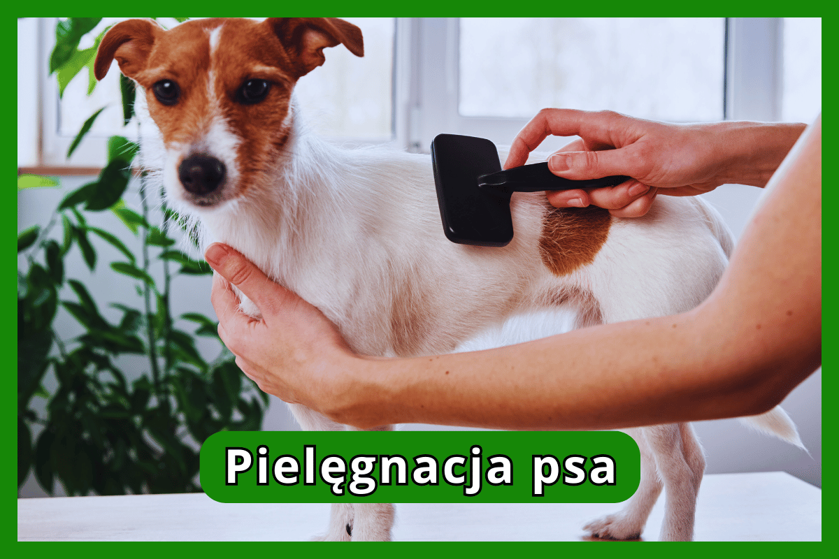 Pielęgnacja psa