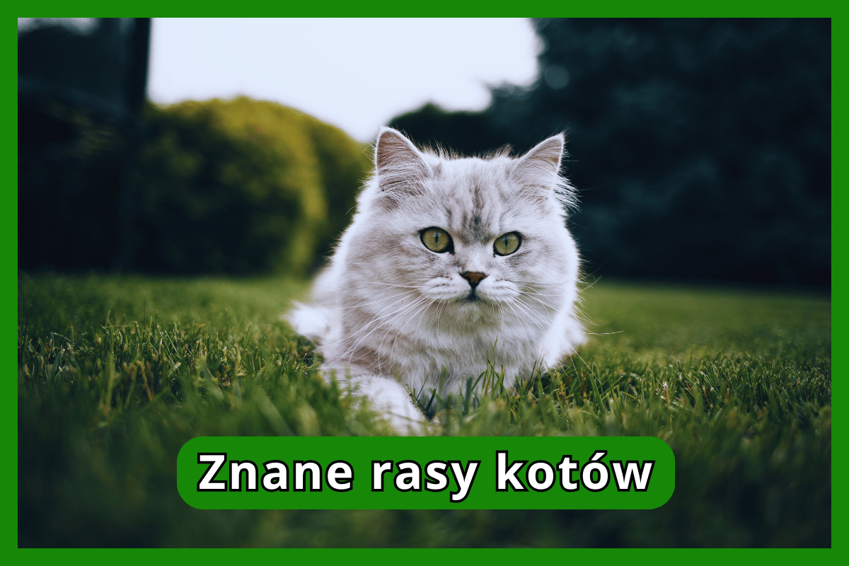 Znane rasy kotów