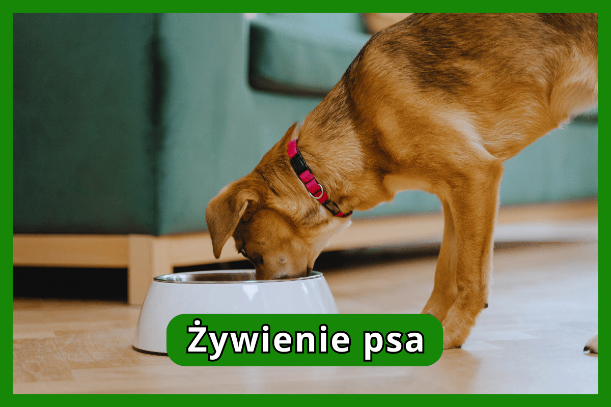 Żywienie psa