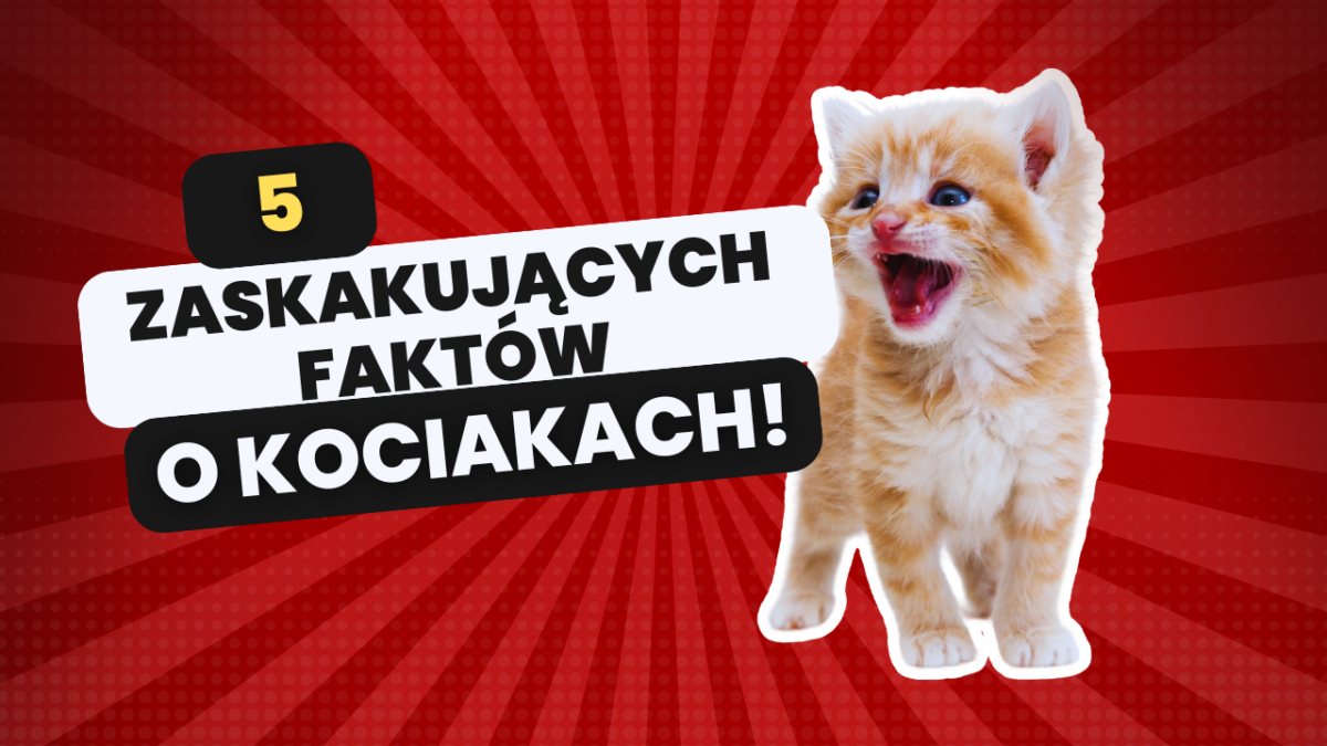 5 Zaskakujących Faktów o Kociakach!