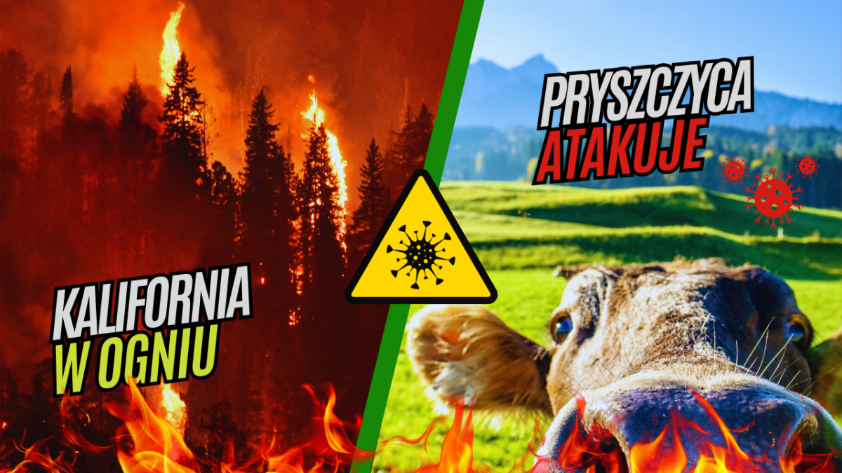 🔥 KALIFORNIA W PŁOMIENIACH! SETKI ZWIERZĄT W NIEBEZPIECZEŃSTWIE! 🆘 ALARM PRYSZCZYCY W EUROPIE! 🔥