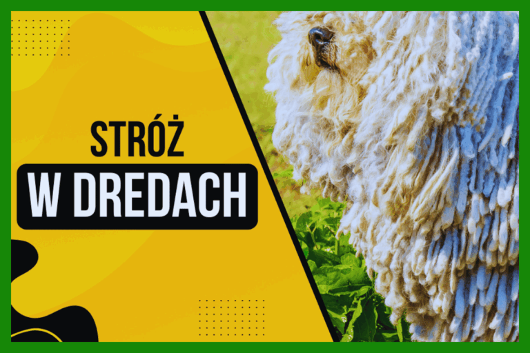10 Najciekawszych ras psów, które musisz zobaczyć