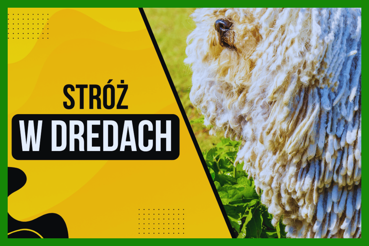 10 Najciekawszych ras psów, które musisz zobaczyć