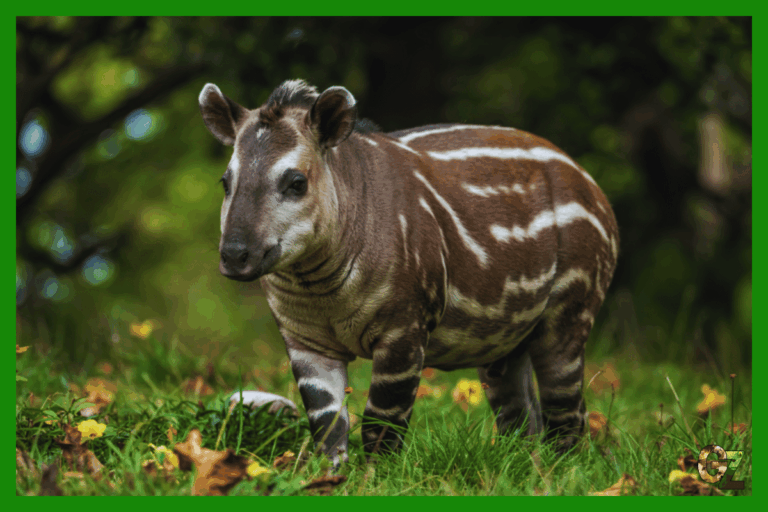 Podział nieparzystokopytnych, tapir brązowy w białe poziome paski, stoi na trawie