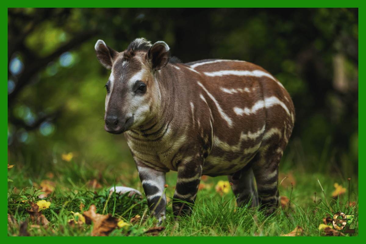 Podział nieparzystokopytnych, tapir brązowy w białe poziome paski, stoi na trawie